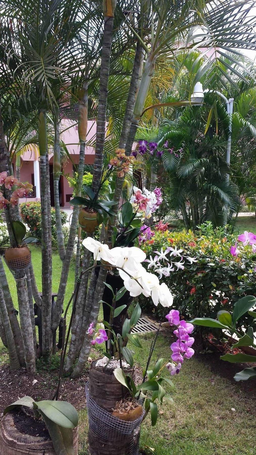Soficu Hotel El Eden Dominicus 바야히베 외부 사진